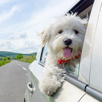Travelling with dogs – a car with a white dog leaning out of the window