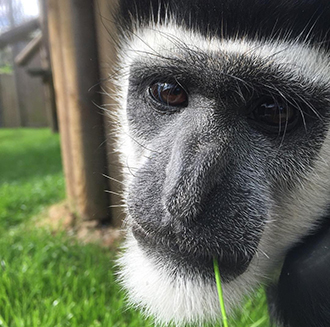 A Happy Ending for Maarten the Colobus Monkey!