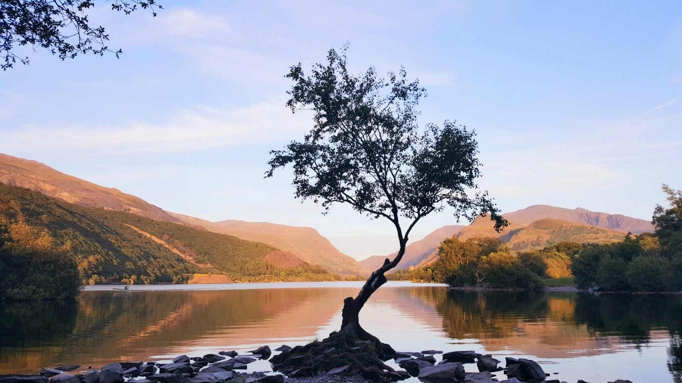Best of Britain - Tree of Snowdonia