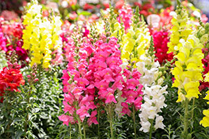 flowers - lupins - flower shows
