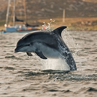 days out – dolphin spotting in the Hebrides