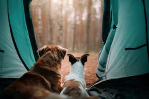 Dogs looking out of tent on camping trip