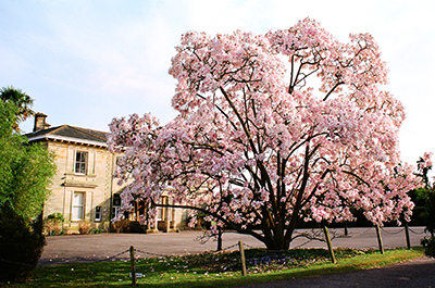 Leonardslee Lakes & Gardens Cherry Blossom