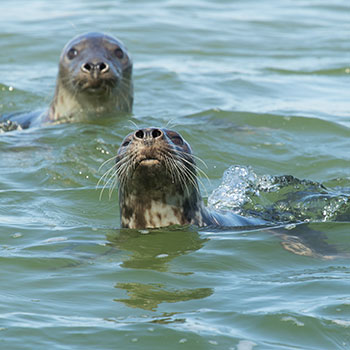 Seals at Natureland 