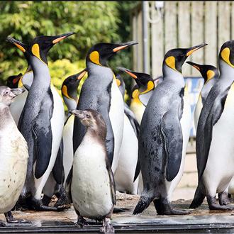 penguins celebrating World Penguin Day